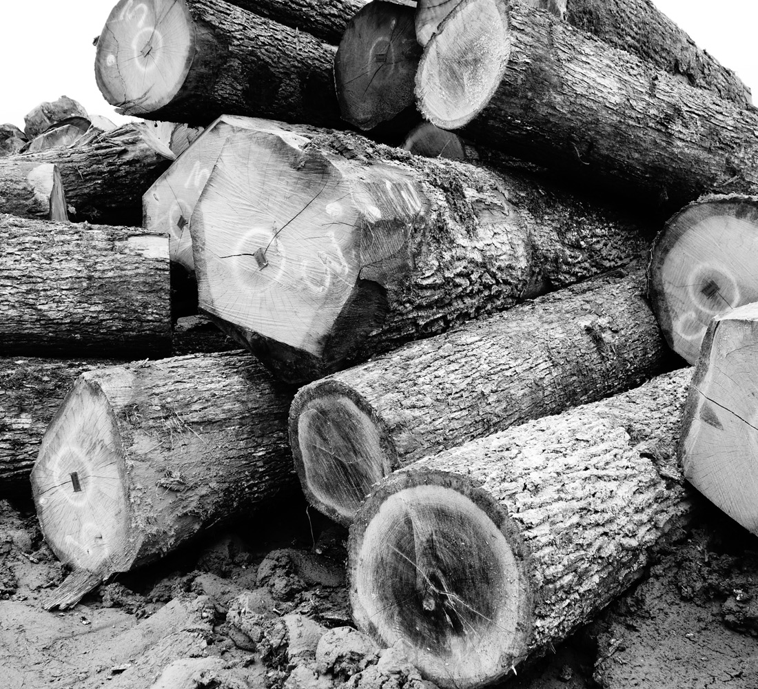 Logs piled up in yard