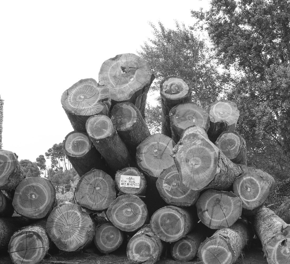 logs stacked high in the forrest